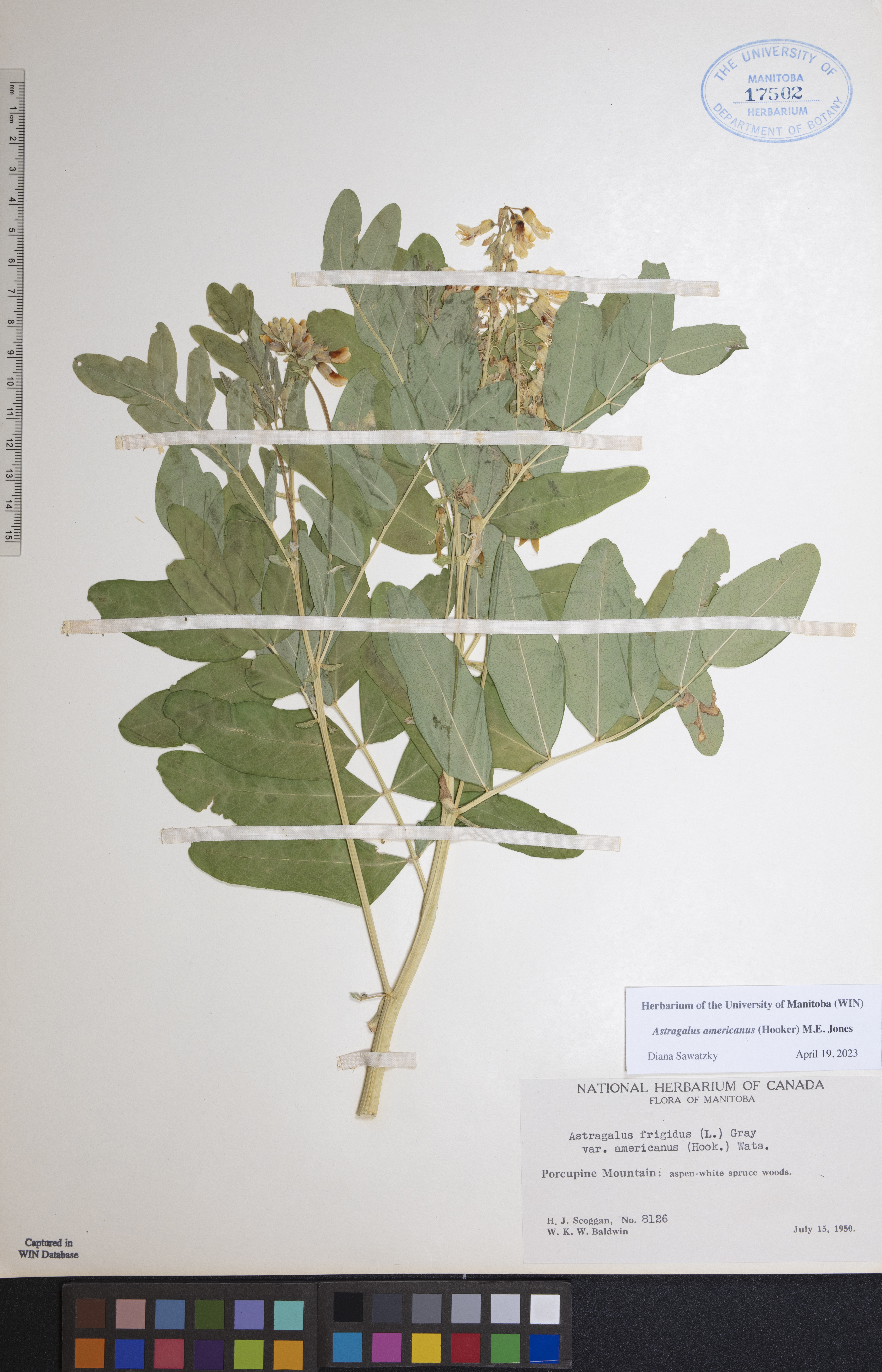 Astragalus americanus image